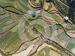 Rice Fields, rice terrace Paddy in Sa Pa Lao Cai Vietnam Asia Aerial Drone Photo