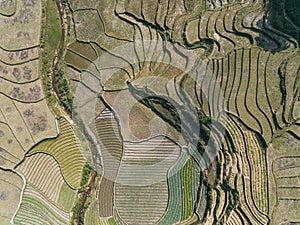 Rice Fields, rice terrace Paddy in Sa Pa Lao Cai Vietnam Asia Aerial Drone Photo