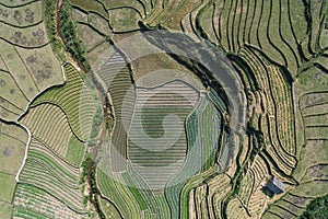 Rice Fields, rice terrace Paddy in Sa Pa Lao Cai Vietnam Asia Aerial Drone Photo