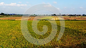 The rice fields are ripe during the harvest season