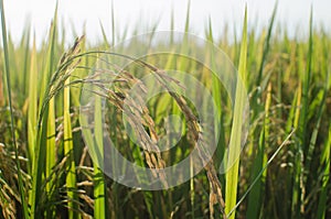 Rice fields are ripe in the sunshine