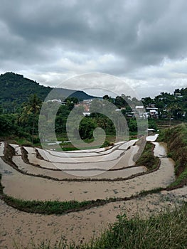 Rice fields in rural indonesia photo