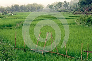 Rice fields in Sa Pa valley