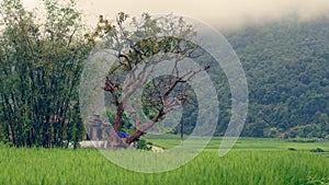 Rice fields in Sa Pa valley