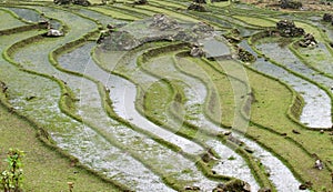 Rice fields in Sa Pa Valley in spring