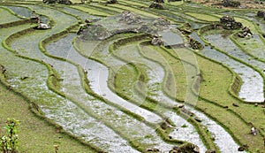 Rice fields in Sa Pa Valley in spring photo