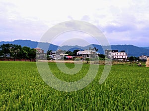 Rice fields at Sankeng Old Streer