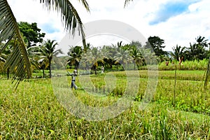 Rice fields with scarecrows and palm trees in Phuket