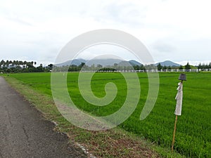 Rice fields and scarecrows from a plant pot