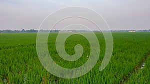 Rice fields scenery in the morning