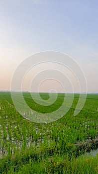 Rice fields scenery in the morning