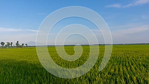 Rice fields scenery in the morning