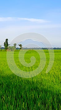 Rice fields scenery in the morning