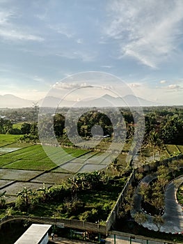 rice fields seen from above