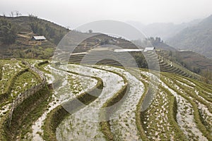 Rice fields side view