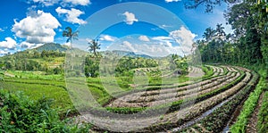 Rice fields in Sidemen valley, Bali, Indonesia