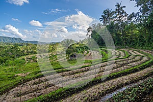 Rice fields in Sidemen valley, Bali, Indonesia