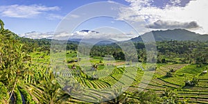 Rice fields in Sidemen valley with Mount Agung in the background, Bali, Indonesia