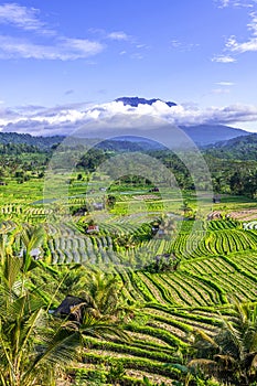 Rice fields in Sidemen valley with Mount Agung in the background, Bali, Indonesia