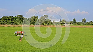Rice fields and small farmer cabin