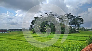 Rice fields with a small forest in the middle and a cloudy sky