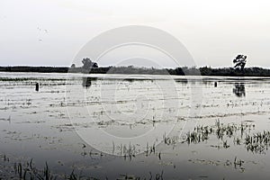 Rice fields in Spain.