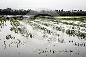 Rice fields in Spain.