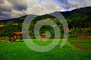 Rice fields are steps Green and yellow