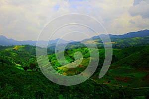 Rice fields are steps Green and yellow