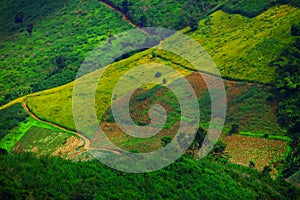 Rice fields are steps Green and yellow