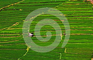 Rice fields structured in terracces