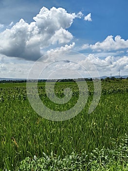 Rice fields in sub tropis country