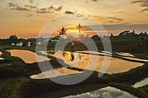 Rice Fields With Sunset Reflection In Water, Pererenan, Bali, Indonesia. Farmer Working In Evening.