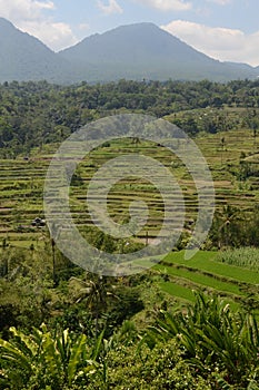 Rice fields at the Tabanan Regency in Bali photo