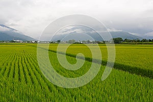 The Rice fields in Taiwan