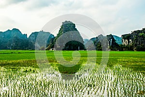 Rice fields, Tam Coc, Ninh Binh, Vietnam landscapes