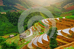 Rice fields on terrace in rainy season at Mu Cang Chai, Yen Bai, Vietnam.