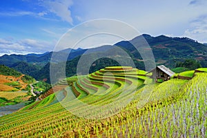 Rice fields on terrace in rainy season at Mu Cang Chai, Yen Bai, Vietnam. photo