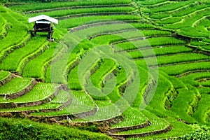 Rice fields on terraced.