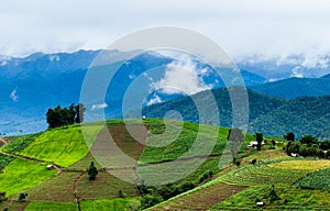 Rice fields on terraced at Chiang Mai, Thailand.