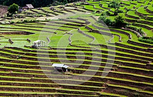 Rice fields on terraced at Chiang Mai, Thailand.