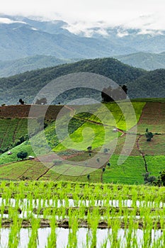 Rice fields on terraced at Chiang Mai, Thailand.