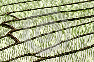 Rice fields on terraced at Chiang Mai, Thailand.