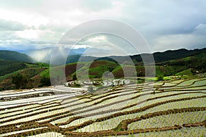 Rice fields on terraced at Chiang Mai, Thailand