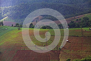 Rice fields on terraced at Chiang Mai, Thailand