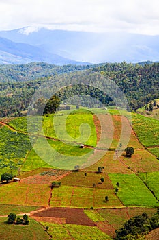 Rice fields on terraced at Chiang Mai, Thailand