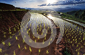 Rice fields on terraced at Chiang Mai, Thailand