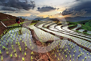 Rice fields on terraced at Chiang Mai, Thailand