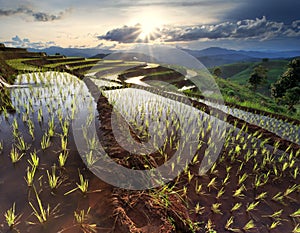 Rice fields on terraced at Chiang Mai, Thailand