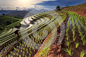 Rice fields on terraced at Chiang Mai, Thailand